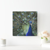 Portret van Peacock met veren uit Vierkante Klok (Huis)