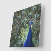 Portret van Peacock met veren uit Vierkante Klok (Hoek)