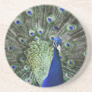 Portret van Peacock met veren uit Zandsteen Onderzetter