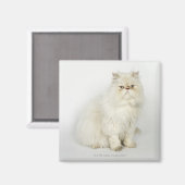 Portret van Perzische kat Magneet (Voorkant / Achterkant)