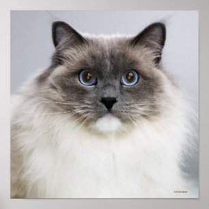 Portret van Ragdoll Cat Poster