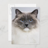 Portret van Ragdoll-kat Briefkaart (Voorkant / Achterkant)