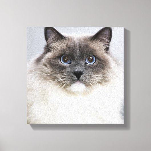 Portret van Ragdoll-kat Canvas Afdruk (Voorkant)
