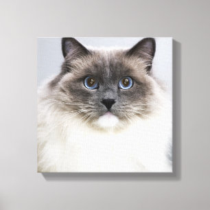 Portret van Ragdoll-kat Canvas Afdruk
