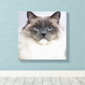 Portret van Ragdoll-kat Canvas Afdruk (Insitu (Houten vloer))