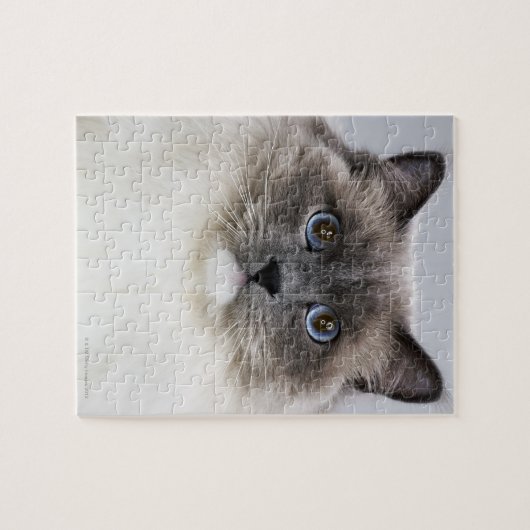 Portret van Ragdoll-kat Legpuzzel (Horizontaal)