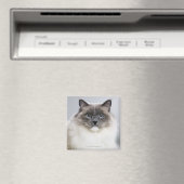 Portret van Ragdoll-kat Magneet (Insitu (Vaatwasser))