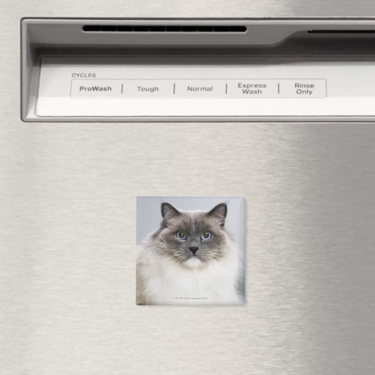 Portret van Ragdoll-kat Magneet (Insitu (Vaatwasser))