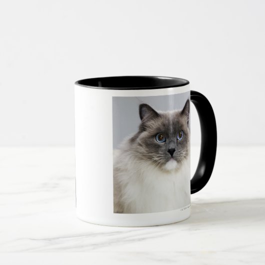 Portret van Ragdoll-kat Mok (Voorkant rechts)