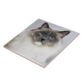 Portret van Ragdoll-kat Tegeltje (Zijkant)