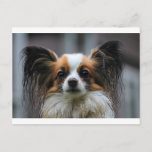 Portret van rashond Papillon Briefkaart