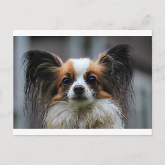 Portret van rashond Papillon Briefkaart (Voorkant)