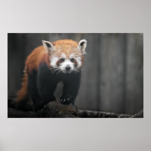 Portret van Red Panda Poster (Voorkant)