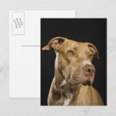 Portret van rode neus pitbull met zwarte briefkaart (Voorkant / Achterkant)