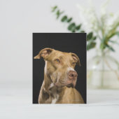 Portret van rode neus pitbull met zwarte briefkaart (Staand voorkant)