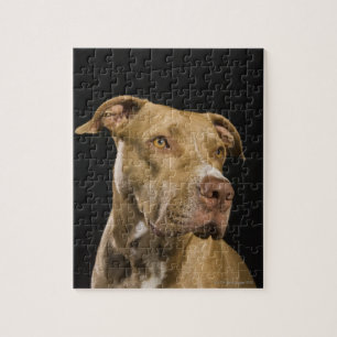 Portret van rode neusbol met zwart legpuzzel