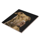 Portret van rode neusbol met zwart tegeltje (Zijkant)