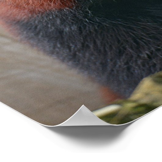 Portret van rode panda poster (Hoek)