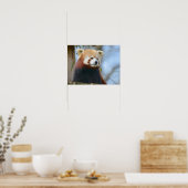 Portret van rode panda poster (Keuken)