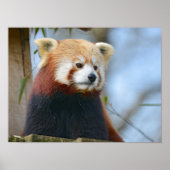 Portret van rode panda poster (Voorkant)