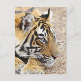 Portret van Royal Bengal Tiger, Ranthambhor 3 Briefkaart