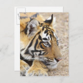 Portret van Royal Bengal Tiger, Ranthambhor 3 Briefkaart (Voorkant / Achterkant)