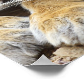 Portret van Royal Bengal Tiger, Ranthambhor 3 Poster (Hoek)