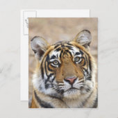 Portret van Royal Bengal Tiger, Ranthambhor Briefkaart (Voorkant / Achterkant)