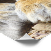 Portret van Royal Bengal Tiger, Ranthambhor Foto Afdruk (Hoek)