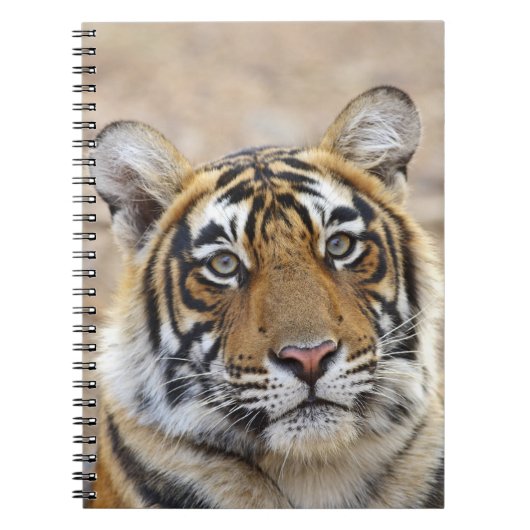 Portret van Royal Bengal Tiger, Ranthambhor Notitieboek (Voorkant)
