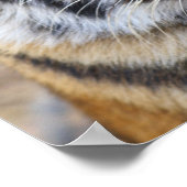 Portret van Royal Bengal Tiger, Ranthambhor Poster (Hoek)