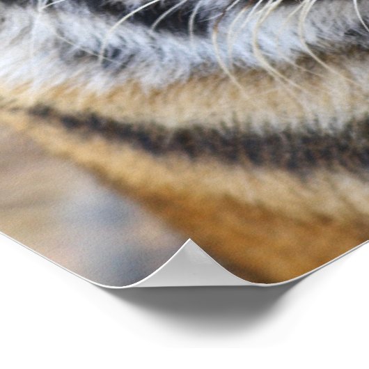 Portret van Royal Bengal Tiger, Ranthambhor Poster (Hoek)