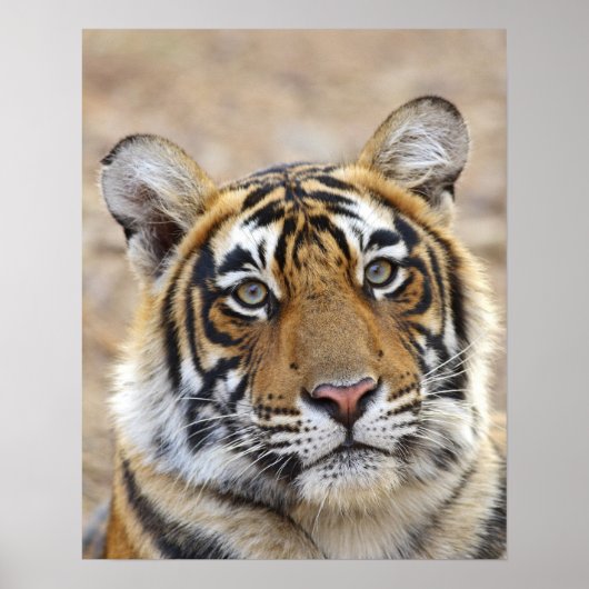 Portret van Royal Bengal Tiger, Ranthambhor Poster (Voorkant)