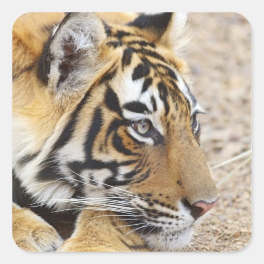 Portret van Royal Bengal Tiger, Ranthambhor Vierkante Sticker (Voorkant)