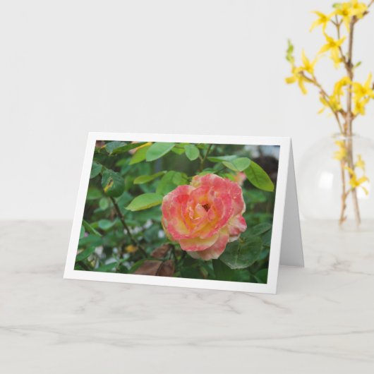 Portret van roze en gele roos bloem kaart (Gele Bloem)