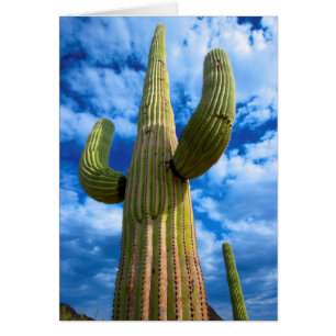 Portret van saguarocactus, Arizona