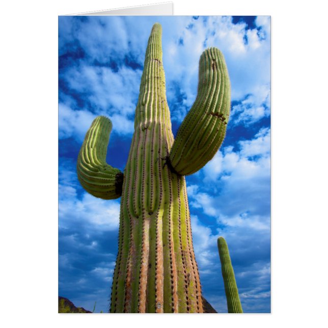 Portret van saguarocactus, Arizona (Voorkant)