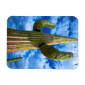 Portret van saguarocactus, Arizona Magneet (Horizontaal)