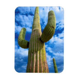 Portret van saguarocactus, Arizona Magneet