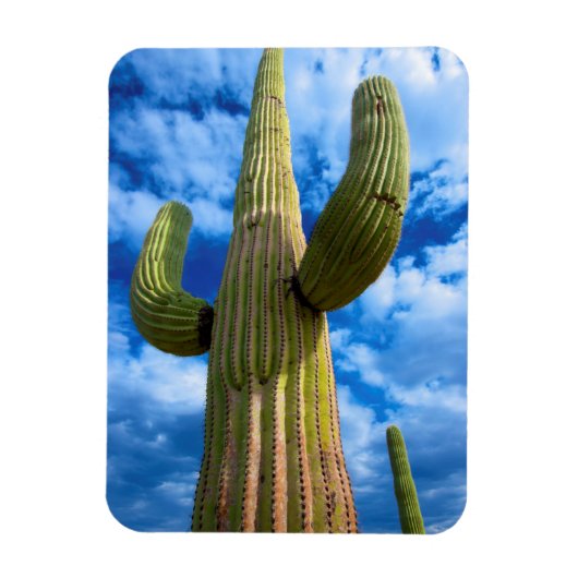 Portret van saguarocactus, Arizona Magneet (Verticaal)