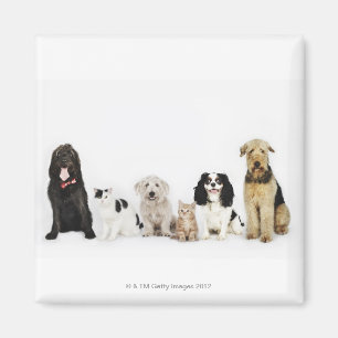 Portret van samen zittende katten en honden magneet