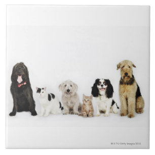 Portret van samen zittende katten en honden tegeltje