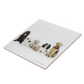 Portret van samen zittende katten en honden tegeltje (Zijkant)