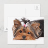 Portret van schattige puppy briefkaart (Voorkant / Achterkant)