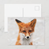 Portret van schattige wilde vos met mooie ogen briefkaart (Voorkant / Achterkant)