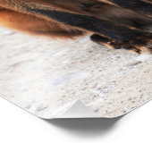 Portret van schattige wilde vos met mooie ogen foto afdruk (Hoek)