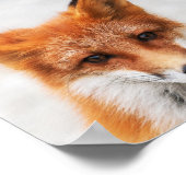 Portret van schattige wilde vos met mooie ogen poster (Hoek)