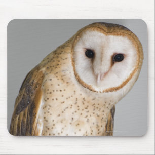 Portret van schurenuil (Tyto alba). Muismat