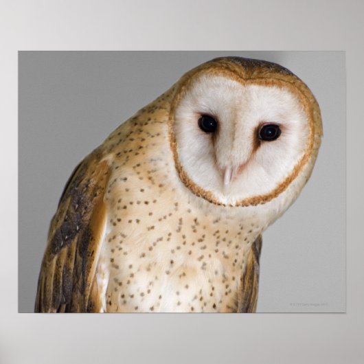 Portret van schurenuil (Tyto alba). Poster (Voorkant)