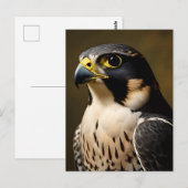 Portret van Slechtvalk Briefkaart (Voorkant / Achterkant)